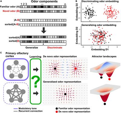 Understanding Categorical Learning in Neural Circuits Through the Primary Olfactory Cortex